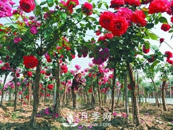新品“月季树”为北京市花添色彩，居然引种自南阳内乡